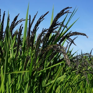 もち米　古代米　農薬不使用　有機肥料使用　有機ＪＡＳ