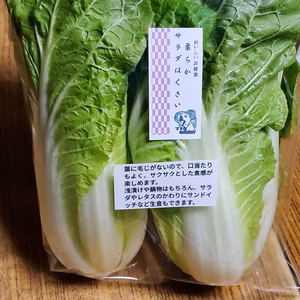 生食が美味しい。柔らかサラダはくさい