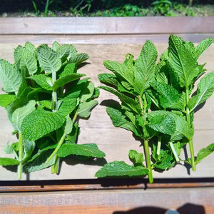 生！！ミント（ミックス）２０g