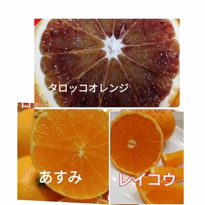 3種人気味わいセット3kg【あすみ×タロッコブラッドオレンジ× レイコウ】