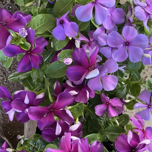 霜が降りるまで開花の日々草★ブラックパープル＆パープルセット