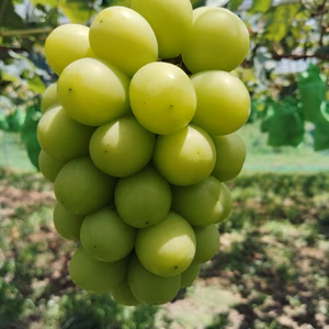 　★岡山県産　完熟シャインマスカット★　
