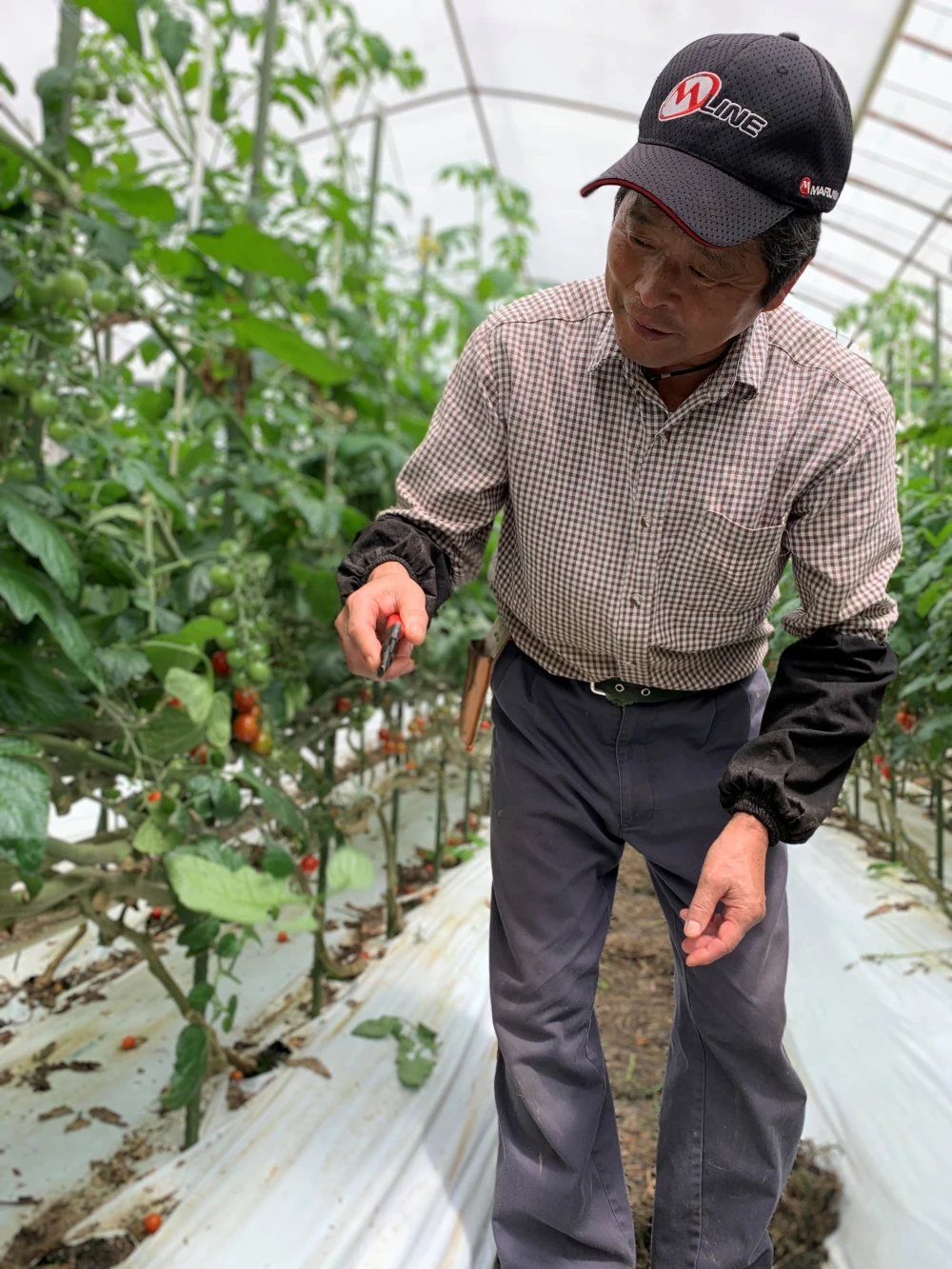 ゆうパック発送】リリカ⭐︎あま！うま！500g〜1.5kg｜野菜の商品詳細