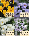ももかシリーズビオラ選べるセット販売★９センチポット苗