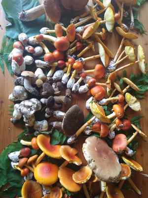 みんなの投稿の画像