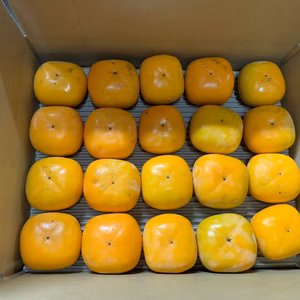 ひなみ園のたねなし柿 家庭用