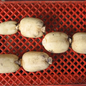 生命力あふれる木更津レンコン（親バス）1.5kg　初出荷！