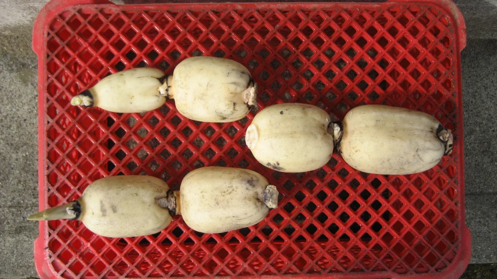 生命力あふれる木更津レンコン（親バス）1.5kg　今が旬！