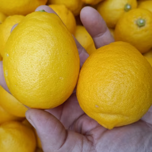 皮まで安心広島県産綺麗なレモン  良品 10kg 即日発送可能