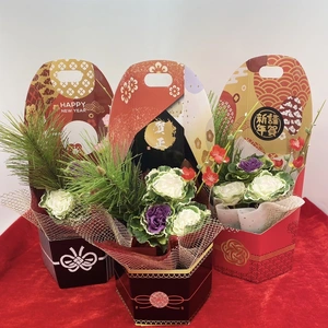葉牡丹　迎春クラフトBOX　六花（りっか）3種類セット