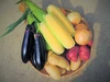 【今週のオススメ！】有機JAS♪旬の夏野菜セット　80サイズ