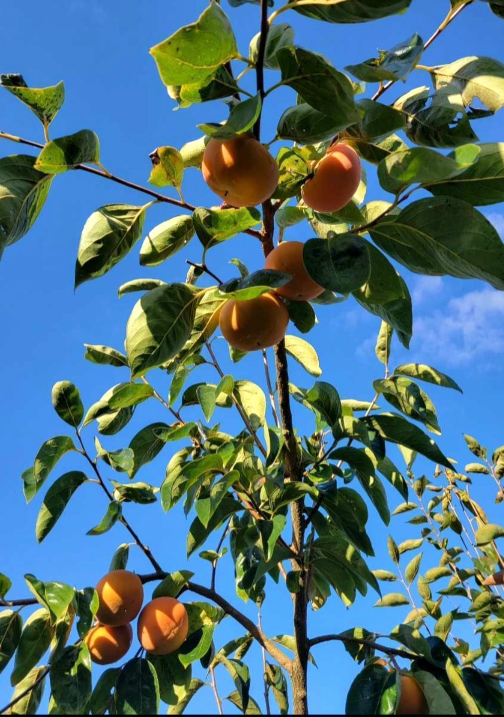 ☆彡秋の大豊作祭☆彡和歌山県産 富有柿 家庭用(L〜2L)サイズ 5kg