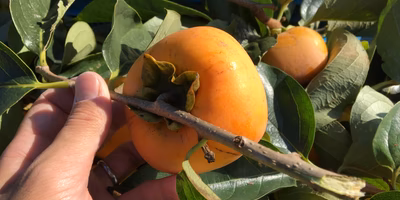 甘柿でも渋柿でもない柿があるんです。