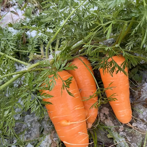 甘さあふれる無農薬人参　葉っぱ付き