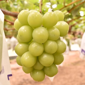 【⠀贈答用シャインマスカット2房】