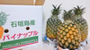 【送料込・クール便でお届け】石垣島産・ボゴールパイン３個入