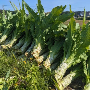 自然栽培の葉っぱも美味しい茎レタス　10キロ