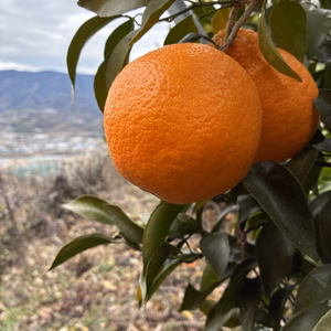 和歌山県産　不知火4kg　訳あり