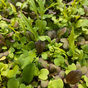 一旬一瞬何もないよな春のマイクロリーフ