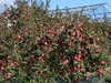 山形県産/完熟ぶどう・りんごの100％ジュース1000mlx各1本(2本セット)