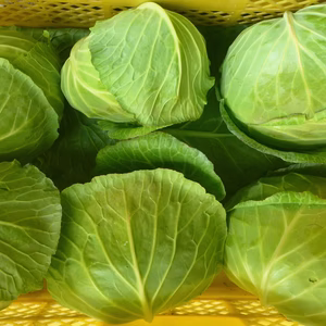 緑の力！キャベツ2個モロッコいんげん500ｇズッキーニ3本～農薬不使用