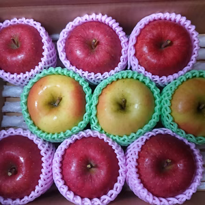 サンふじ&名月 3キロ 8玉～12玉