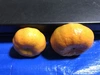 橙 小みかん セット　自然栽培 農薬消毒化学肥料不使用 紀州みかん 桜島みかん