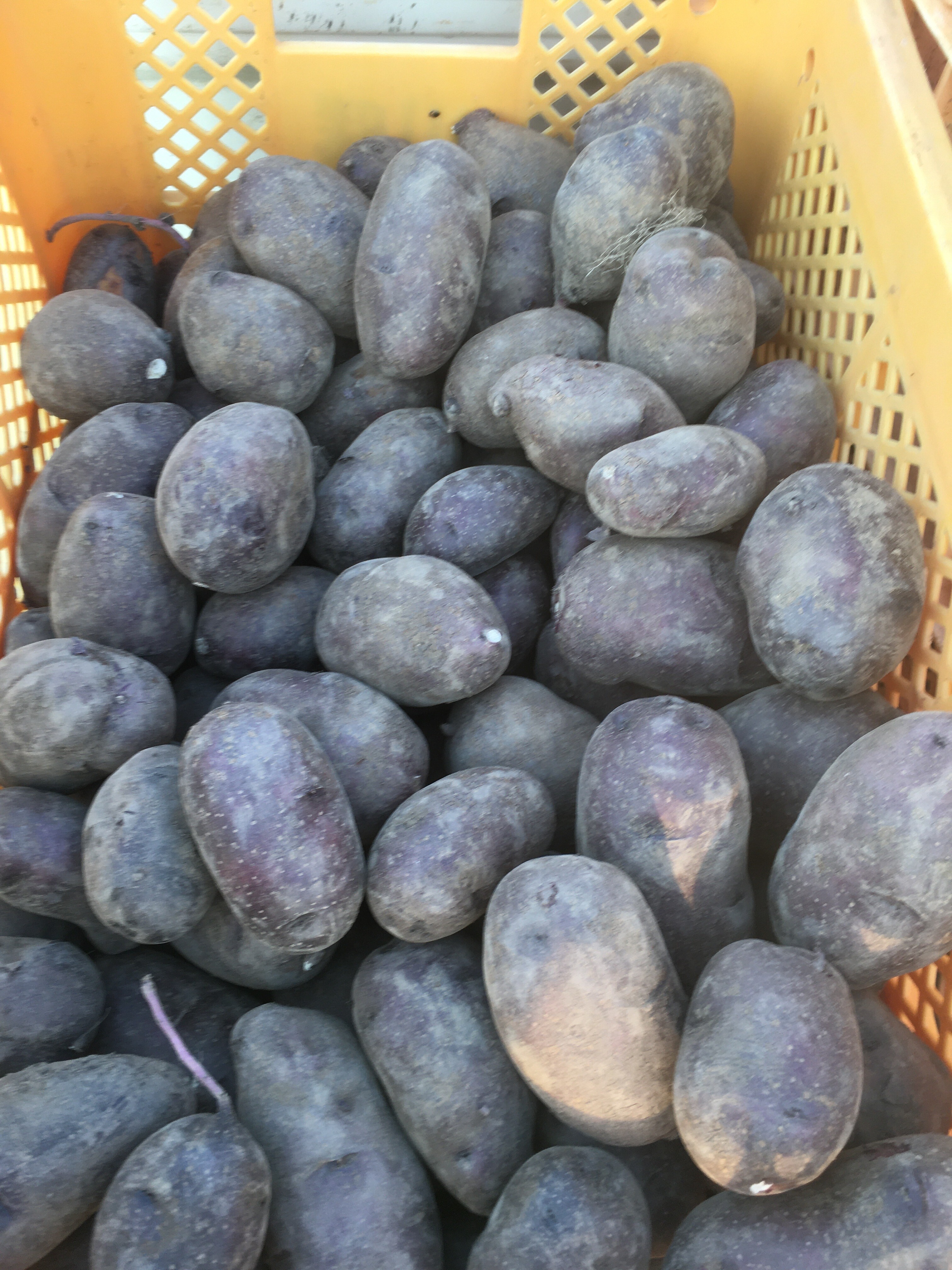 タワラマゼランの産直通販・お取り寄せ商品｜ポケットマルシェ｜産地