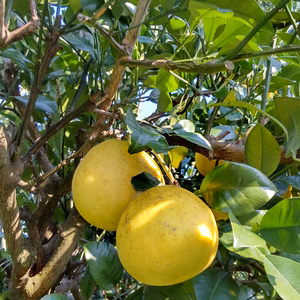 【人気商品】鹿児島県産「わっぜうまかぁサワーポメロ」おまけ付き