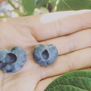 ブルーベリー　500g