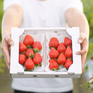 よかもんいちご数品種　食べ比べセット