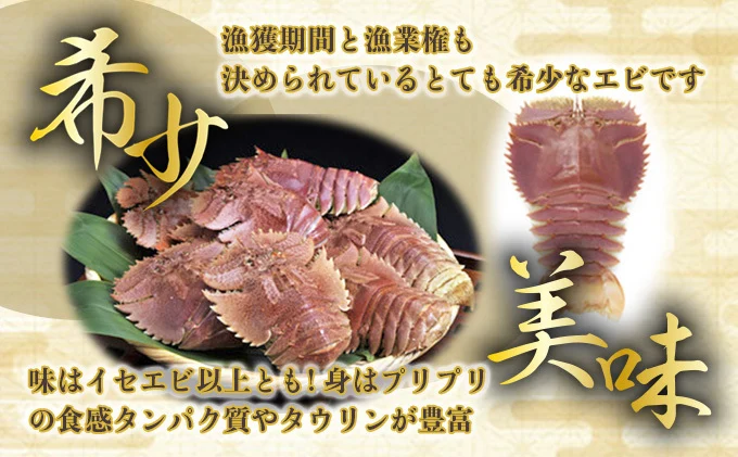 扱いやすい！活〆ウチワエビ500g（小サイズ6匹前後）ゆず果汁付き