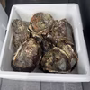 天然岩牡蠣中サイズ10個　モズク1kのセット