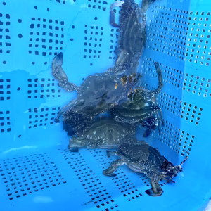 今が旬！ワタリガニ！