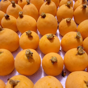 【ご自宅向け】農薬・化学肥料不使用びわ