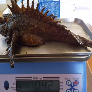 関門海峡産★特大オコゼ4匹、ちょっと贅沢しませんか～