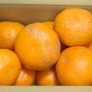 【農薬不使用】無農薬有田みかん　１kg