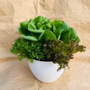 おうちで育てよう♡生きてるサラダ♡レタスのサラダポット（丸鉢5株）