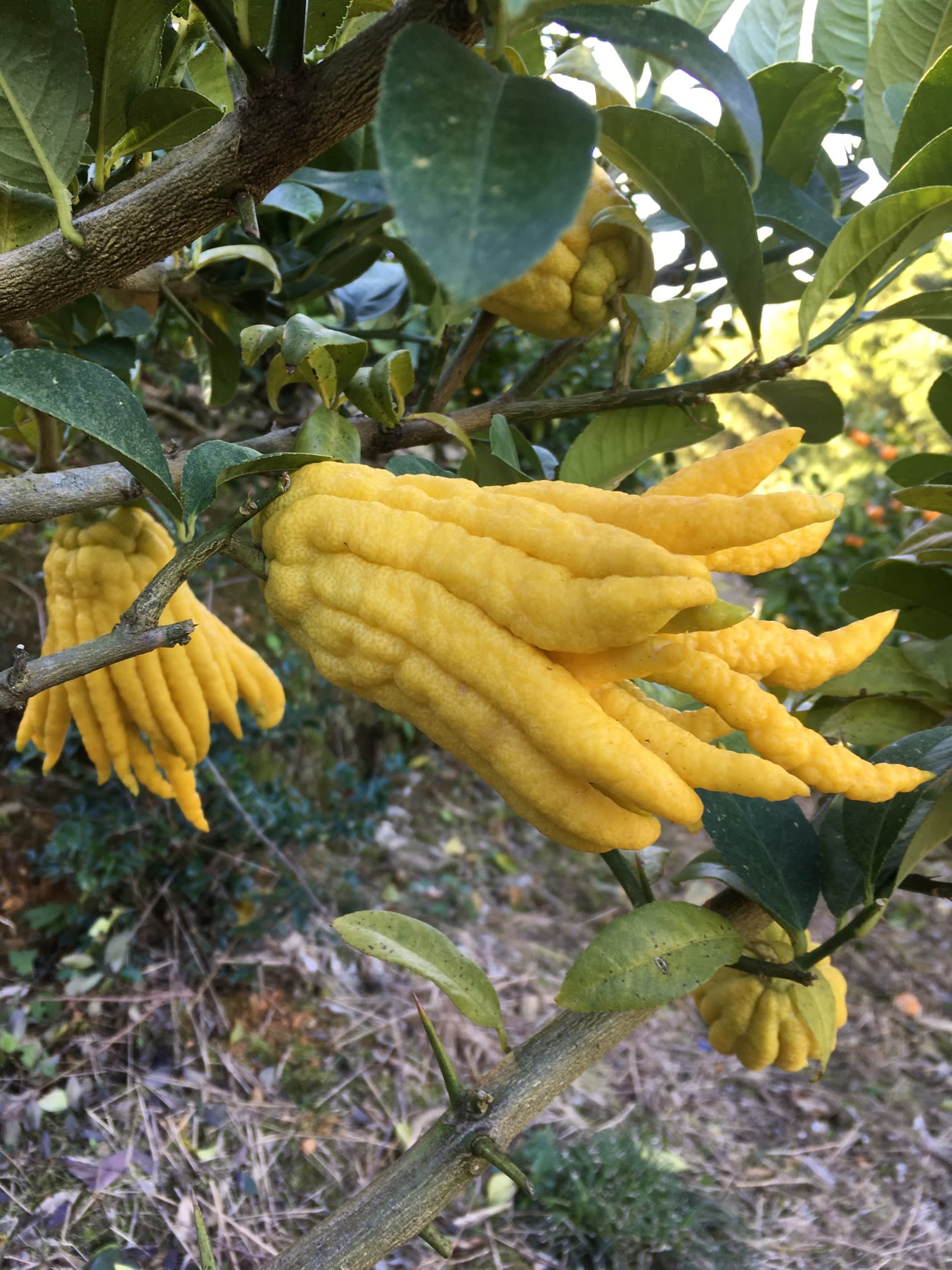 仏手柑の産直通販・お取り寄せ商品｜ポケットマルシェ｜産地直送で旬の