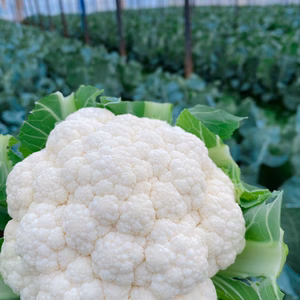 訳ありカリフラワー 5個
