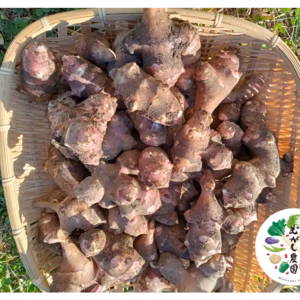 【無農薬・有機認証】赤菊芋・トピナンプール3キロ　世界三大健康野菜で元気に！