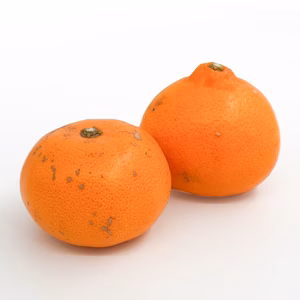 【予約】せとか〈訳あり・サイズ混合〉約3kg～　※発送は2月中旬頃～