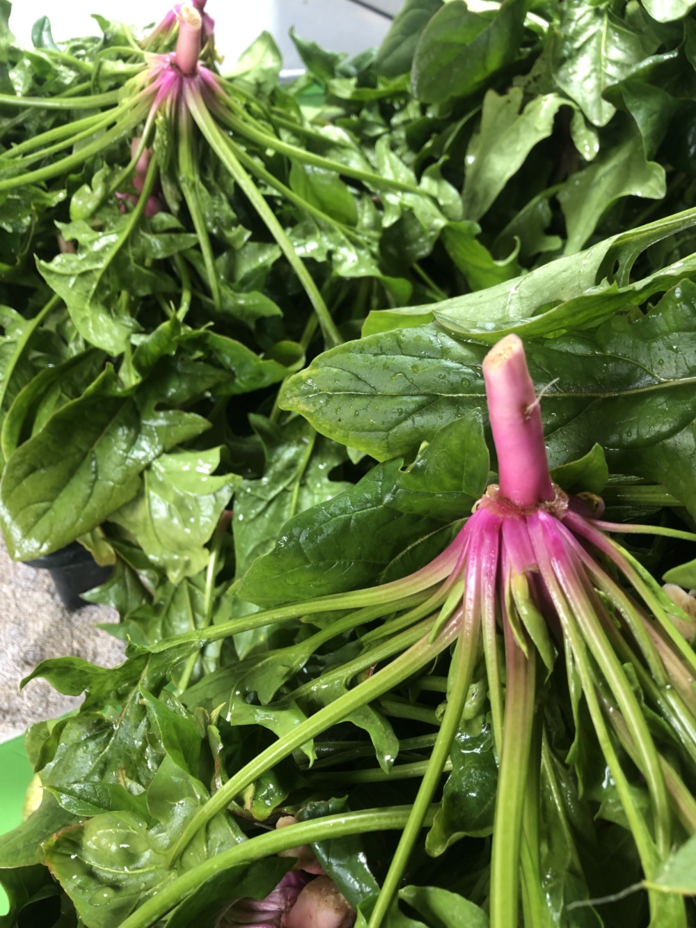 野菜ソムリエサミット『最高金賞』受賞❣️レジェンドほうれん草｜ほうれん草の商品詳細｜ポケットマルシェ｜産地直送で旬の食材が生産者(農家・漁師)から届く～イメージ画像１～