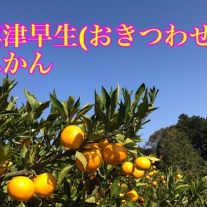 興津早生(おきつわせ)みかん 長崎県雲仙市産3kg、5kg、10kg