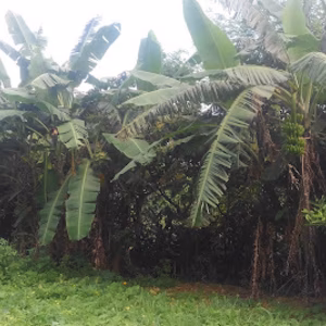 　　島バナナ　1.5kg