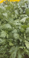 ルッコラと冬野菜のセット。珍しく根菜入ってます。(計5袋)