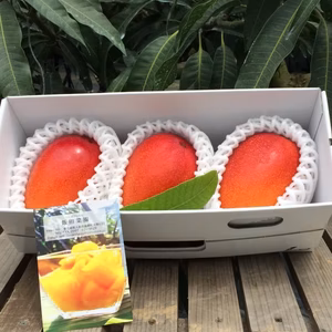 【樹上完熟❗️】奄美完熟マンゴー《贈答・ギフト用》1kg（2〜3玉入)