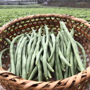 【ネコポス】【無選別】袖ヶ浦産ハウスいんげん！