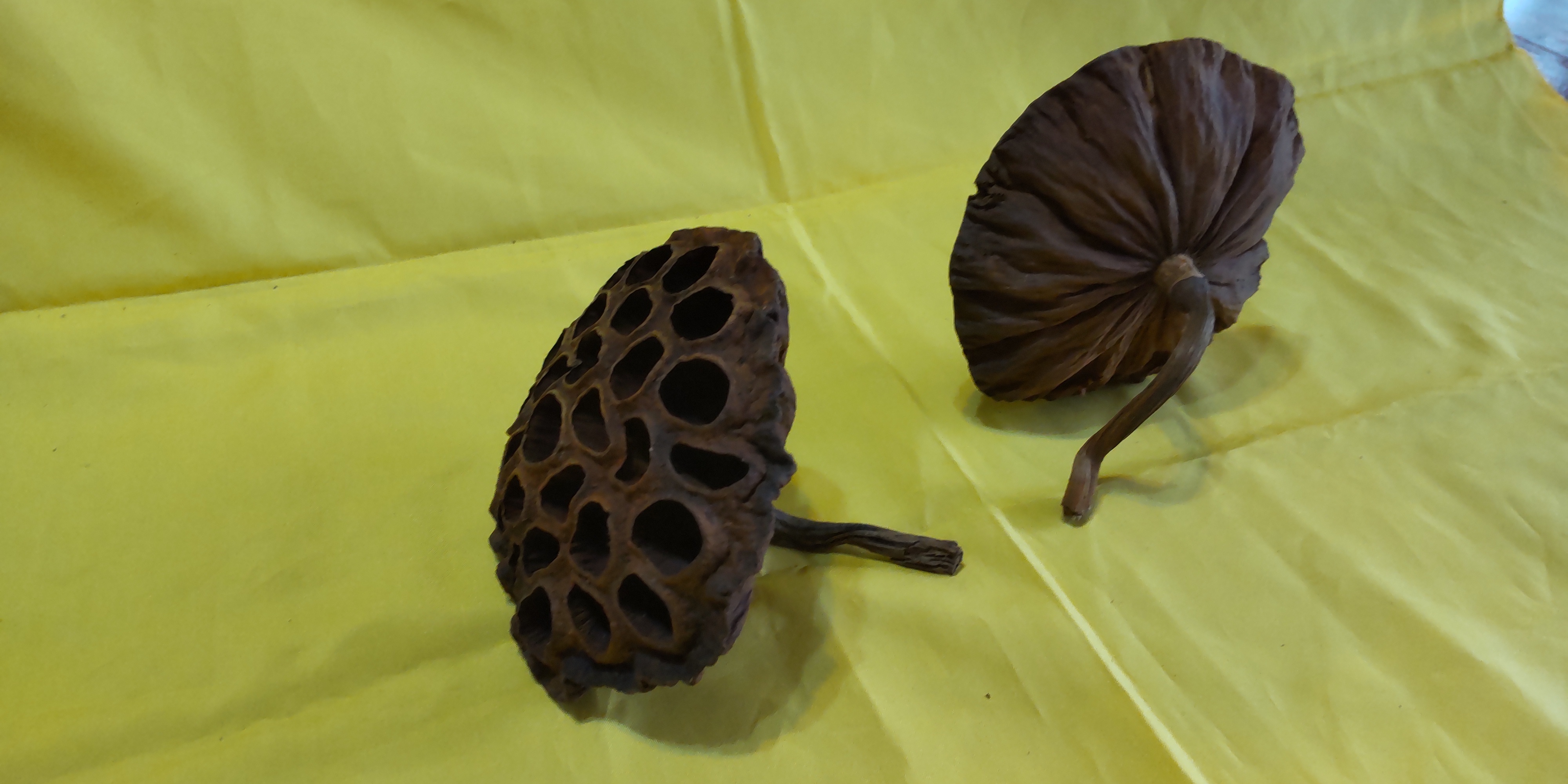 貴重】蓮の花 ドライ花托(かたく)｜その他の花・観葉植物の商品詳細