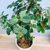 ［在庫］　パンダガジュマル 8号　室内　レア　ゴムの木　多幸の木